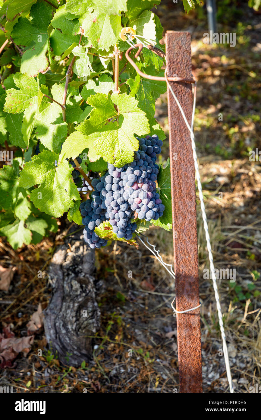 Bunches of pinot noir grapes on an old vine stock in a Champagne vineyard with a rusty iron post in the foreground. Stock Photo