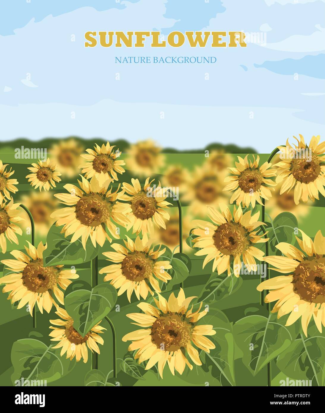 Sunflowers field Vector. Summer background beautiful card Stock Vector