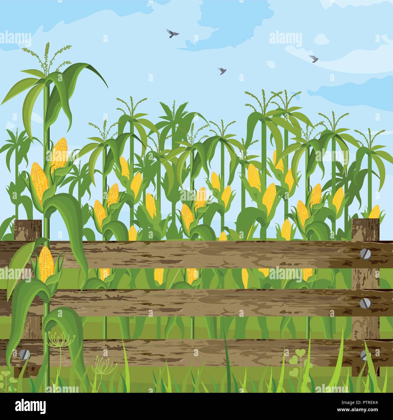 Corn field growing Vector. Maize background summer season Stock Vector  Image & Art - Alamy