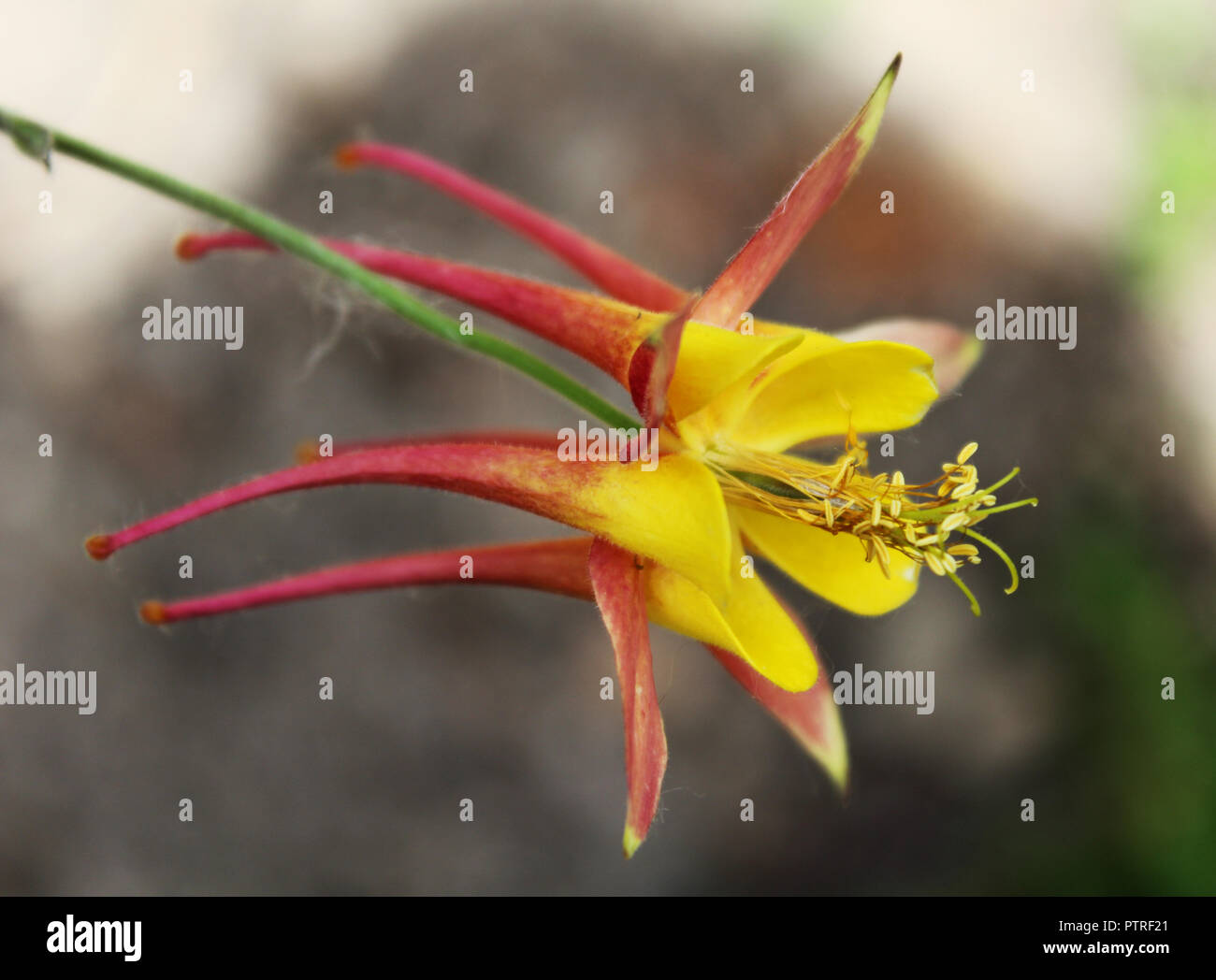 Aquilegia longissima, the long-spur columbine - details of beautiful flower in a botanical garden Stock Photo