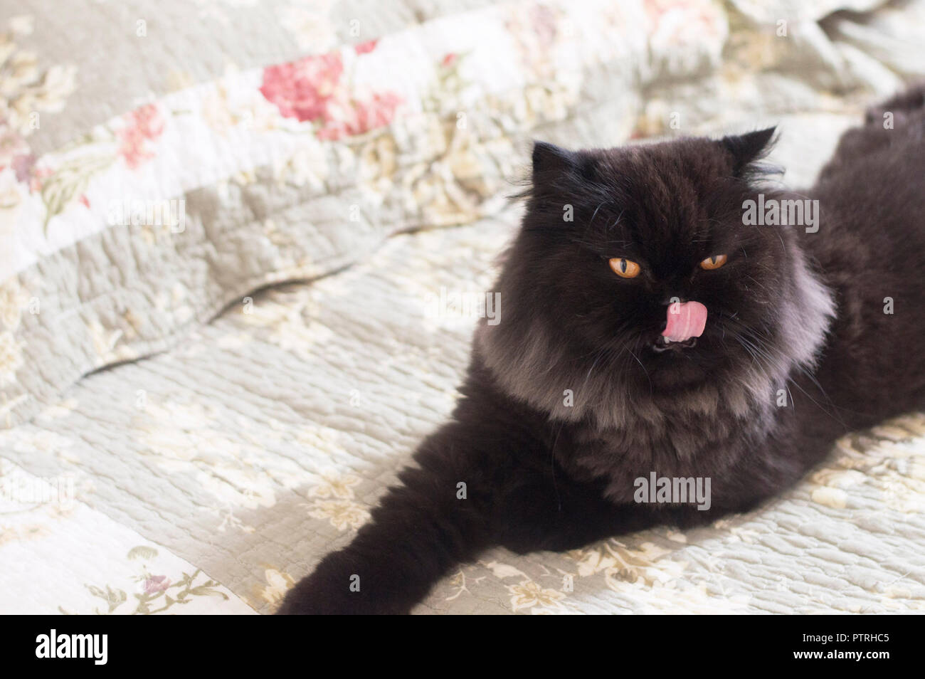black persa cat Stock Photo