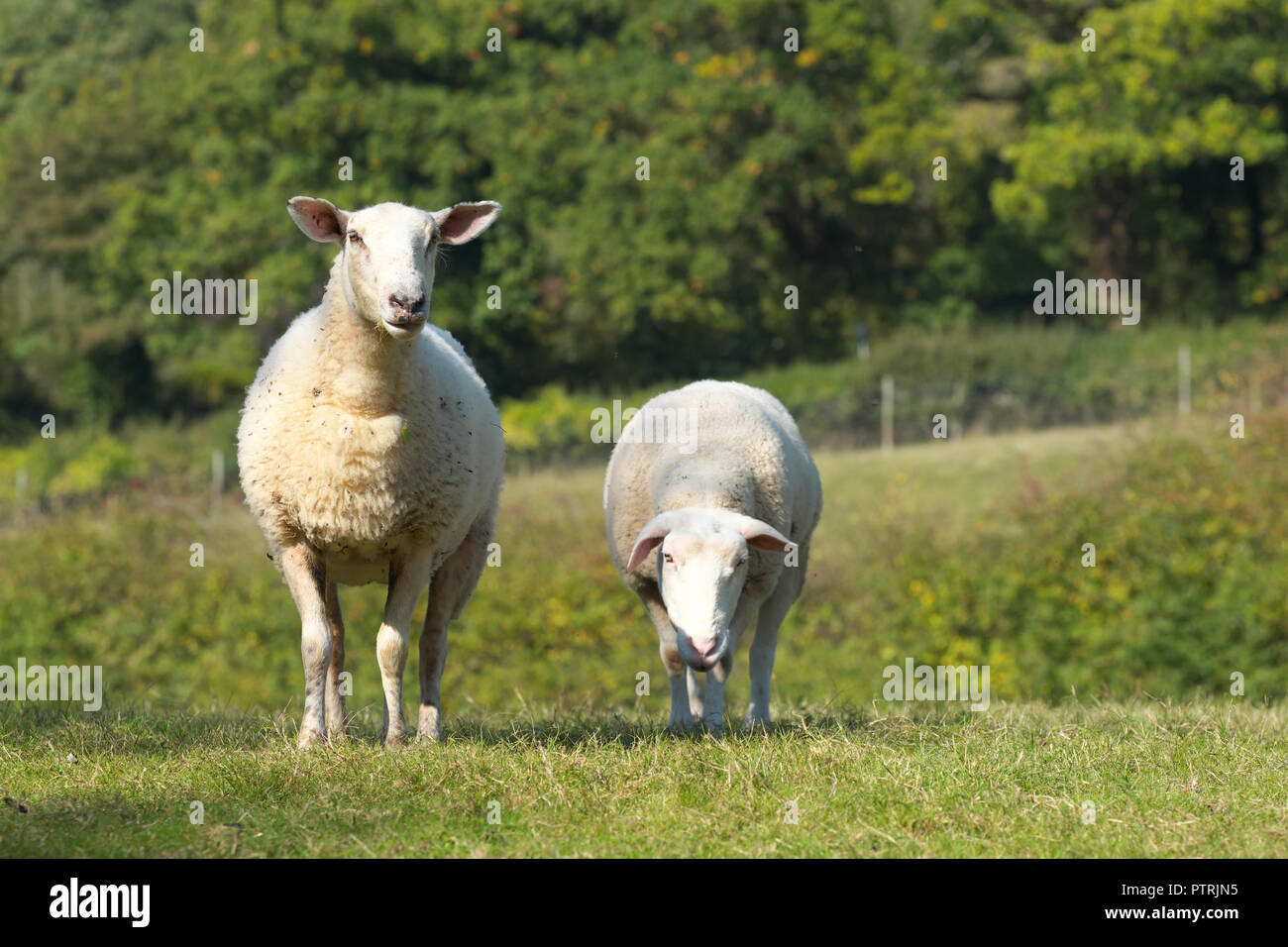 Sheep ewe in a pasture field in Herefordshire UK in autumn October 2018 Stock Photo