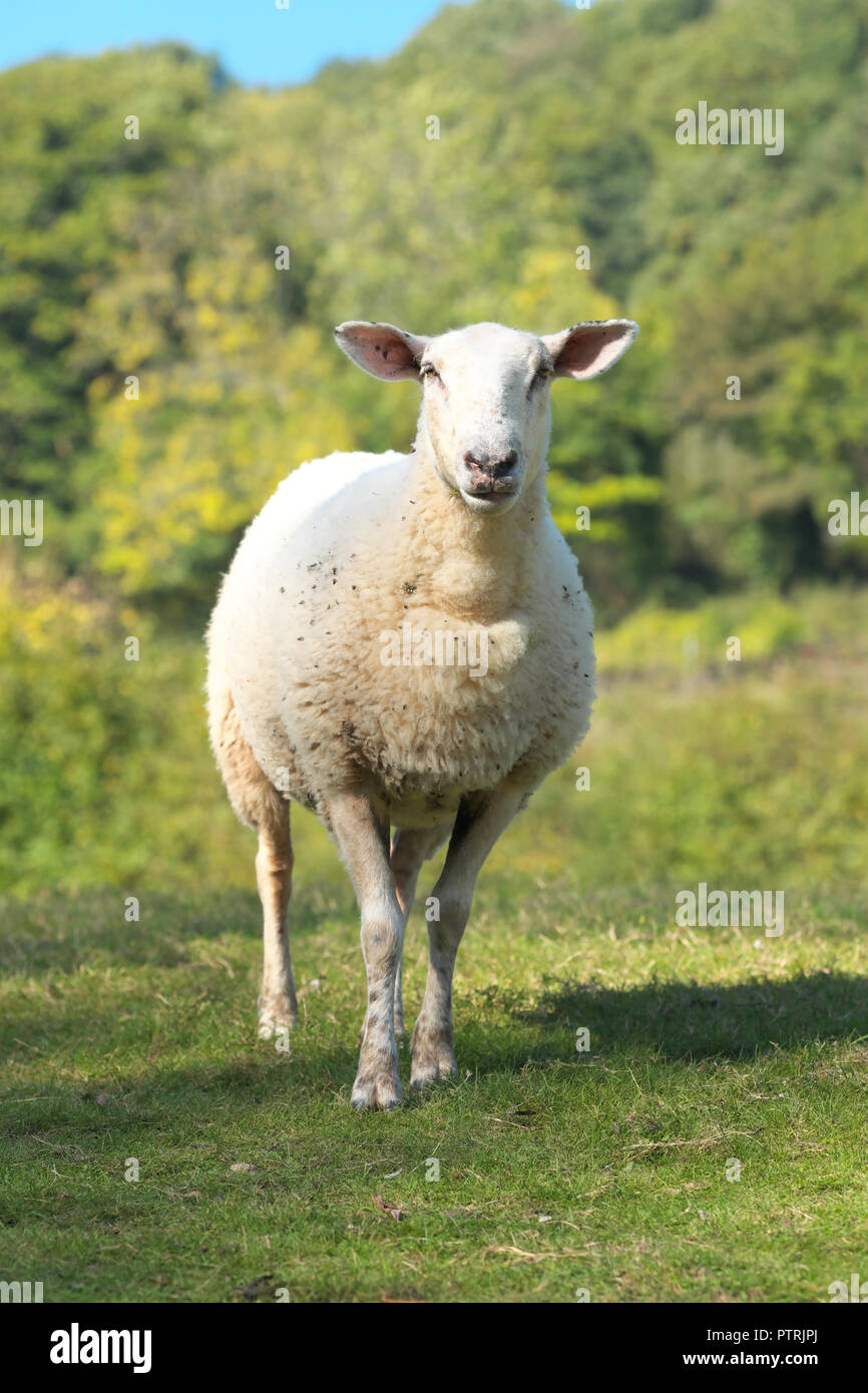 Sheep ewe in a pasture field in Herefordshire UK in autumn October 2018 Stock Photo