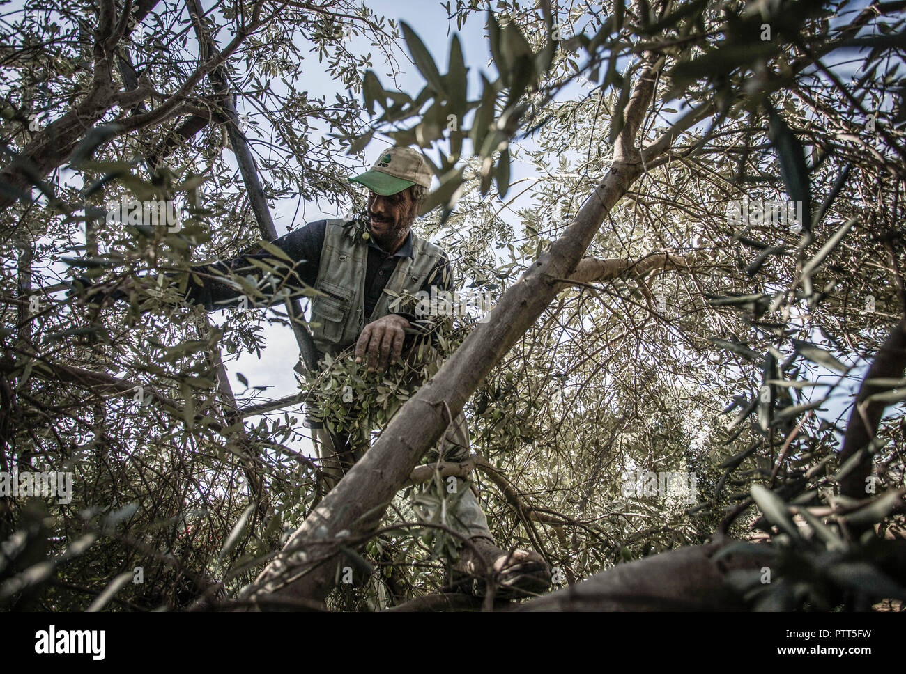 olive and fig trees combined on gaza strip Olive and fig trees combined on gaza strip