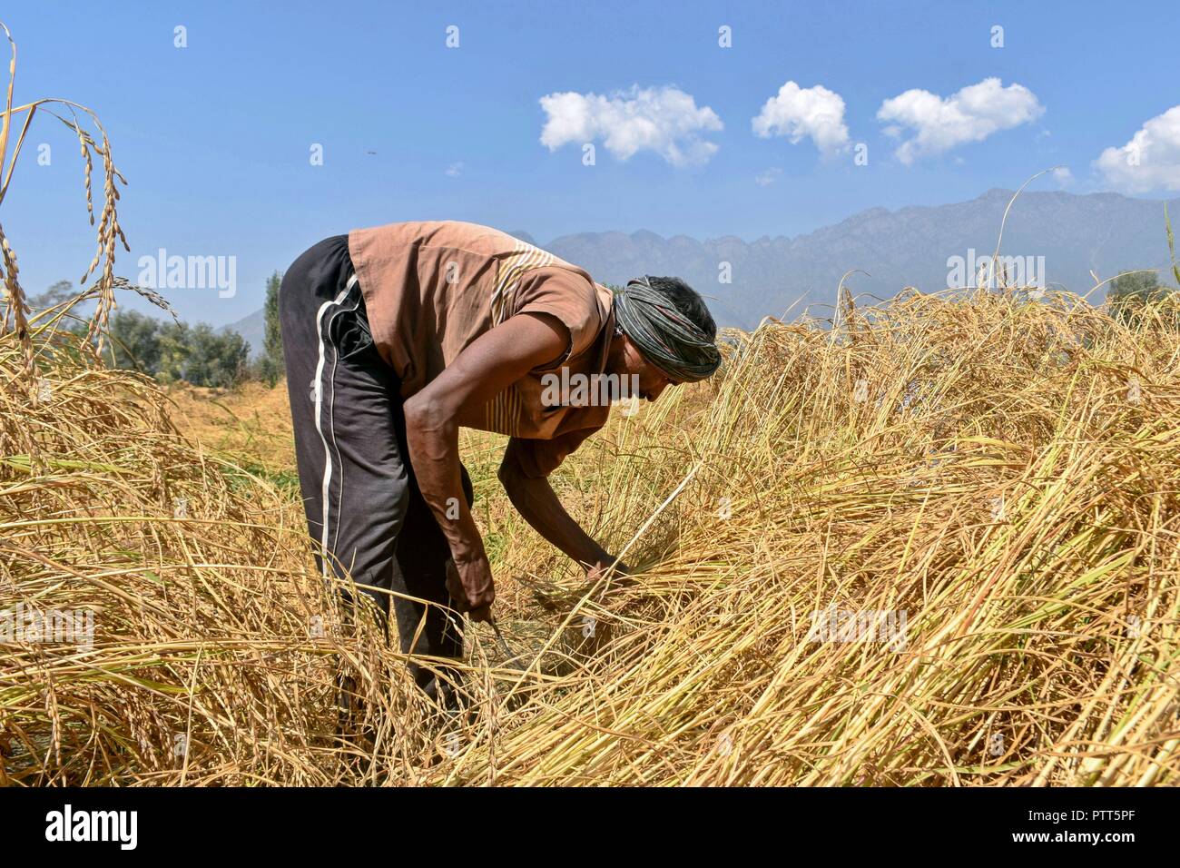 Indian rice 2 hi-res stock photography and images - Alamy