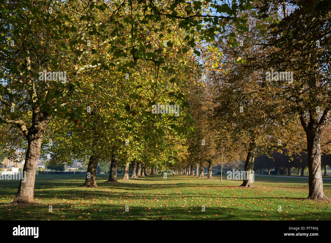 Windsor, UK. 10th October, 2018. Rows of horse chestnut and London plane trees in early autumn hues alongside the Long Walk in Windsor Great Park. Credit: Mark Kerrison/Alamy Live News Stock Photo