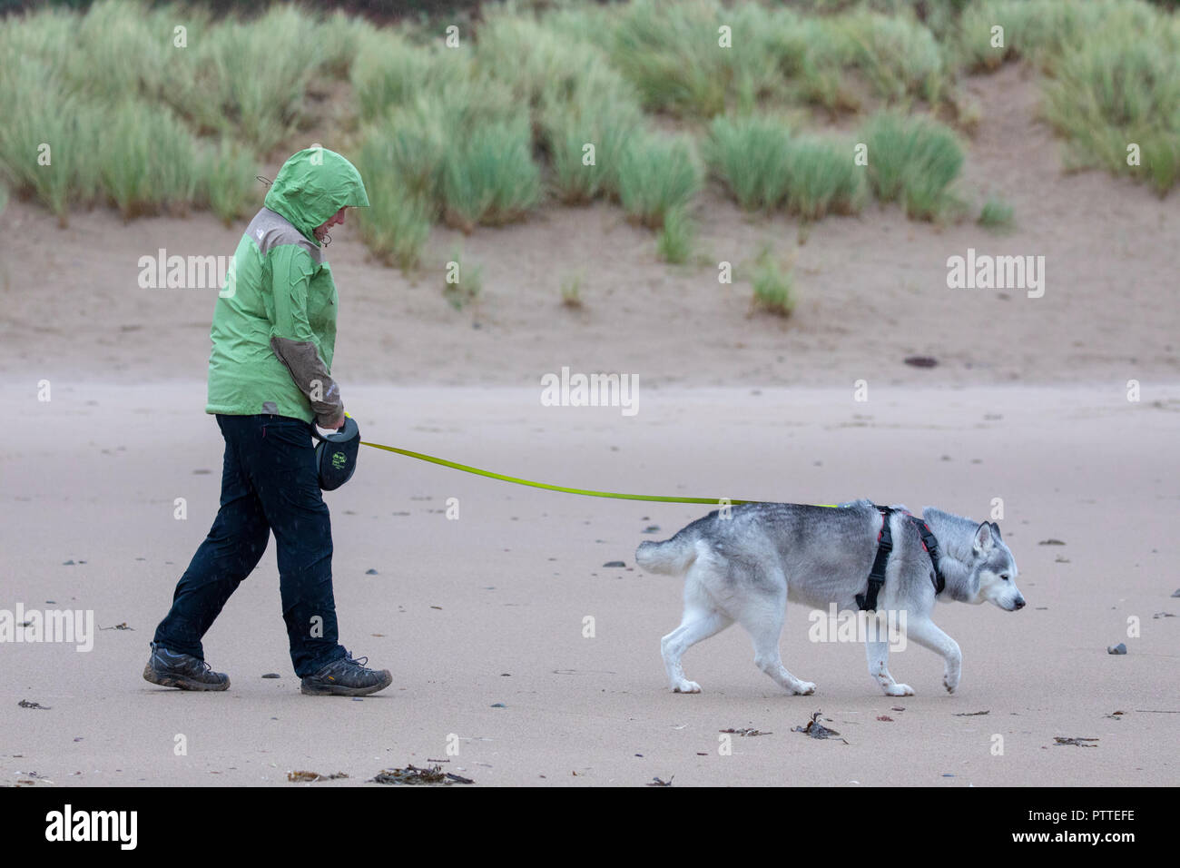 Freshwater East, Pembrokeshire, Wales, 11h October 2018. UK Weather: Wet stormy weather begins to make for heavy seas with Storm Callum making for a stormy weekend ahead.  Pembrokeshire, Wales. A lone dog walker with her her husky head down into the wet and windy weather on the shoreline at Freshwater East, Pembrokeshire ©DGDImages/AlamyNews Stock Photo