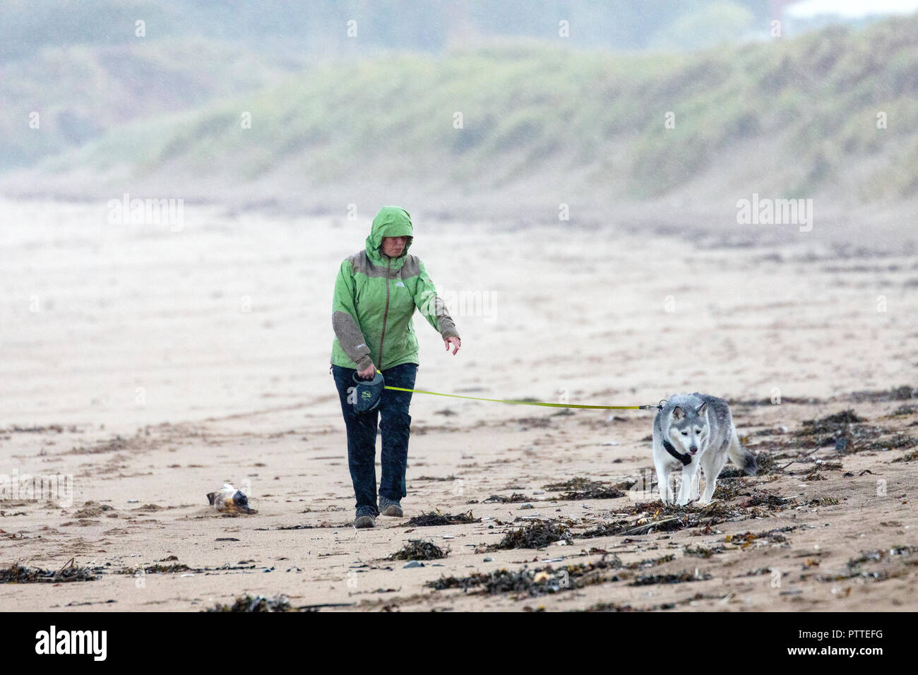 Freshwater East, Pembrokeshire, Wales, 11h October 2018. UK Weather: Wet stormy weather begins to make for heavy seas with Storm Callum making for a stormy weekend ahead.  Pembrokeshire, Wales. A lone dog walker with her her husky braving the wet and windy weather on the shoreline at Freshwater East, Pembrokeshire Â©DGDImages/AlamyNews Stock Photo