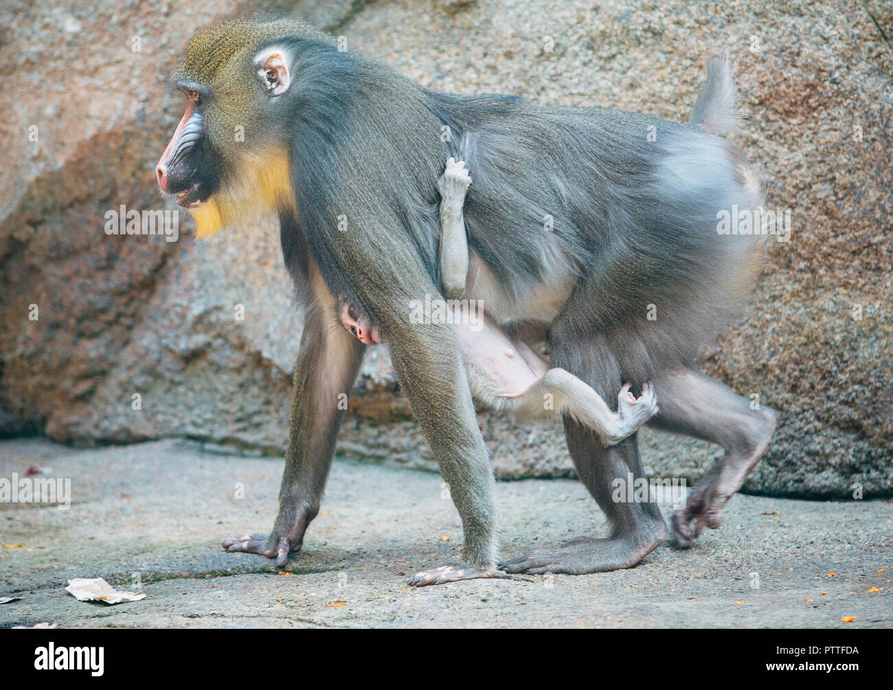 Dresden, Saxony. 11th Oct, 2018. The Mandrill monkey girl Aluna plays with her mother Ikela at Dresden Zoo. Aluna was born on September 6th and is the seventh joint kitten of the monkey leader Napo and Ikela. Credit: Oliver Killig/dpa-Zentralbild/dpa/Alamy Live News Stock Photo