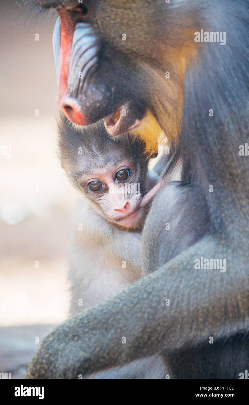 Dresden, Saxony. 11th Oct, 2018. The Mandrill monkey girl Aluna plays with her mother Ikela at Dresden Zoo. Aluna was born on September 6th and is the seventh joint kitten of the monkey leader Napo and Ikela. Credit: Oliver Killig/dpa-Zentralbild/dpa/Alamy Live News Stock Photo