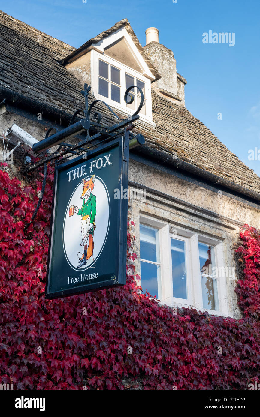 Parthenocissus tricuspidata. Boston Ivy / Japanese Creeper covering the