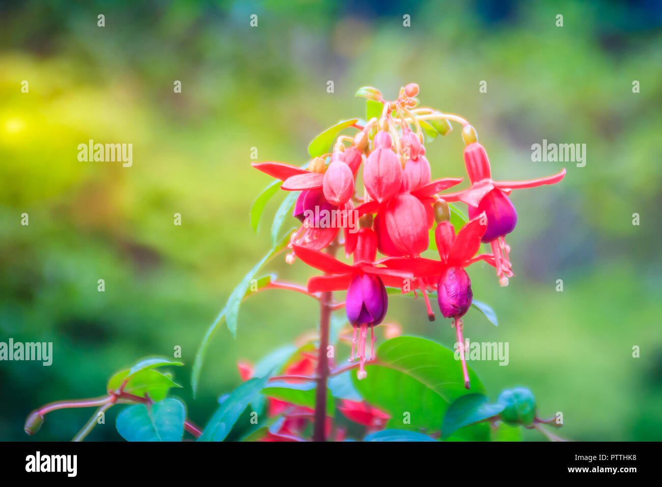 Pink Fuchsia magellanica flowers on green tree background. It's also ...