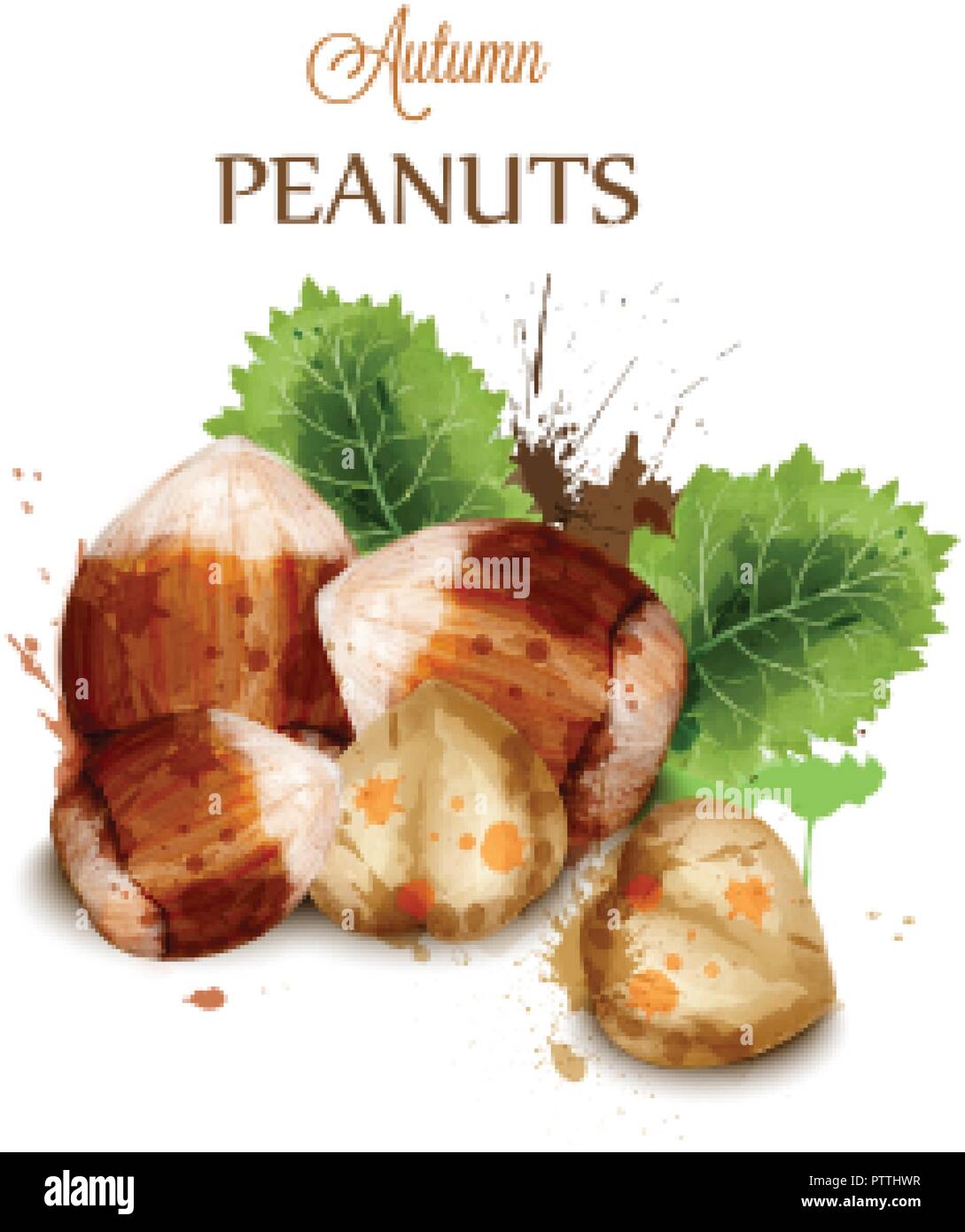 Hazelnuts Vector watercolor isolated on white. Painted style illustration Stock Vector