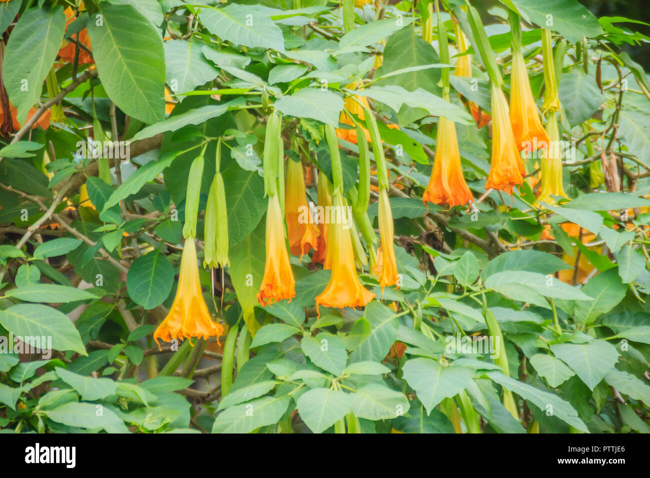 Yellow angel's trumpet flowers (Brugmansia suaveolens) on tree. Brugmansia suaveolens also known as angel trumpet, or angel's tears, is a South Americ Stock Photo