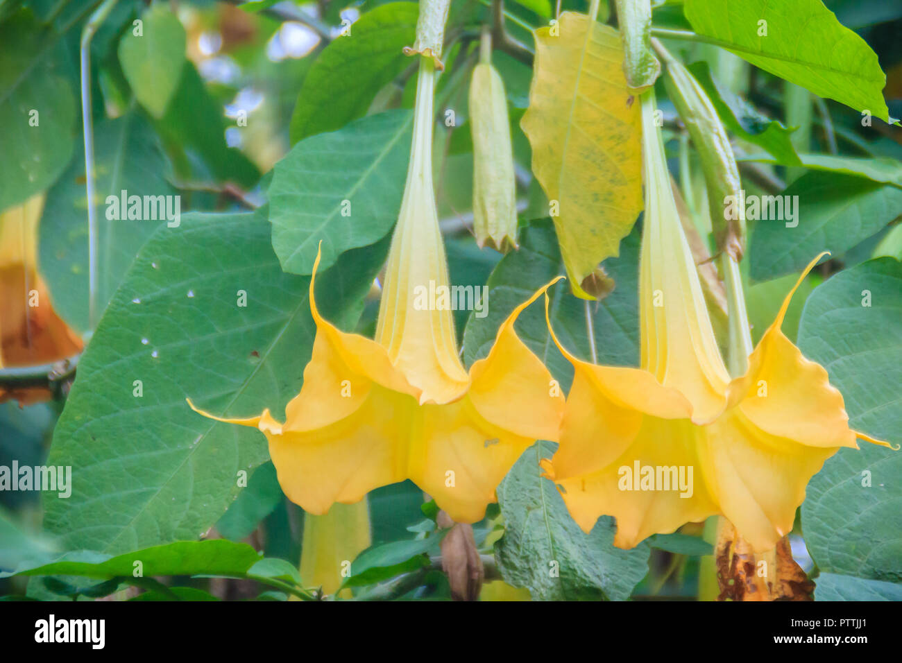 Yellow angel's trumpet flowers (Brugmansia suaveolens) on tree. Brugmansia suaveolens also known as angel trumpet, or angel's tears, is a South Americ Stock Photo