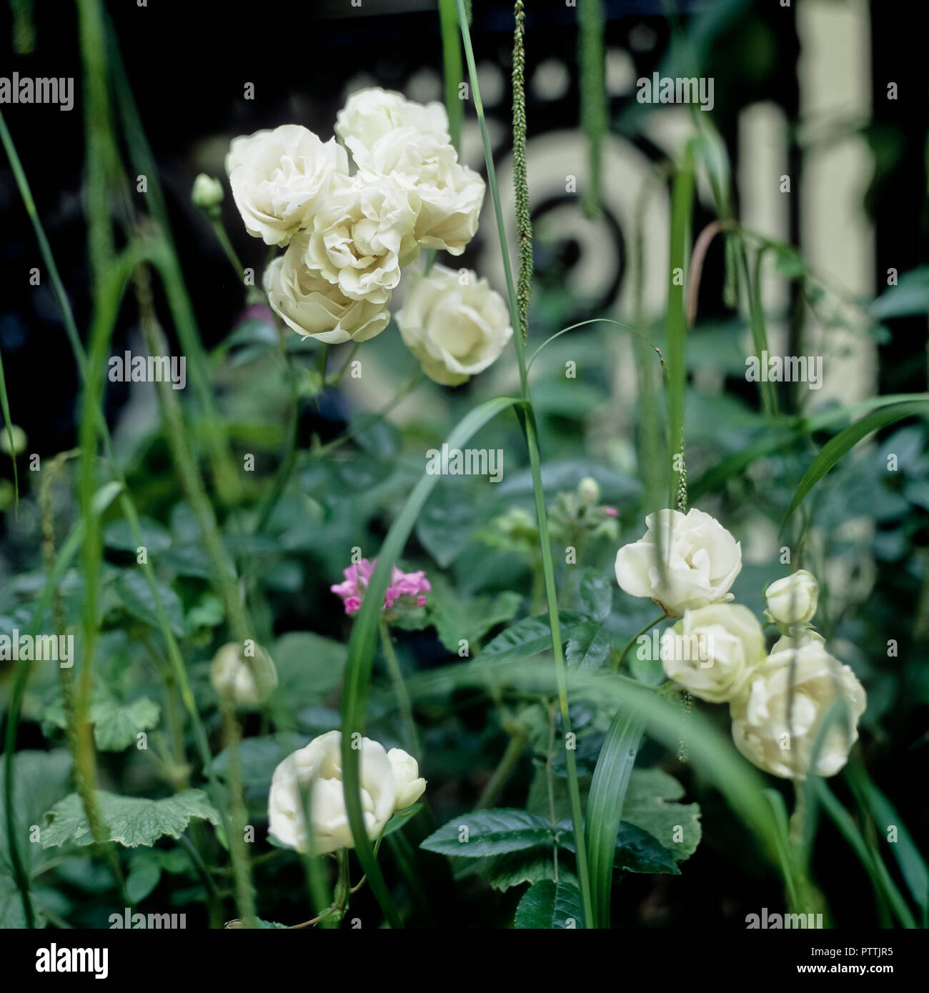 Flowering white roses‌ in Kensington Garden Stock Photo