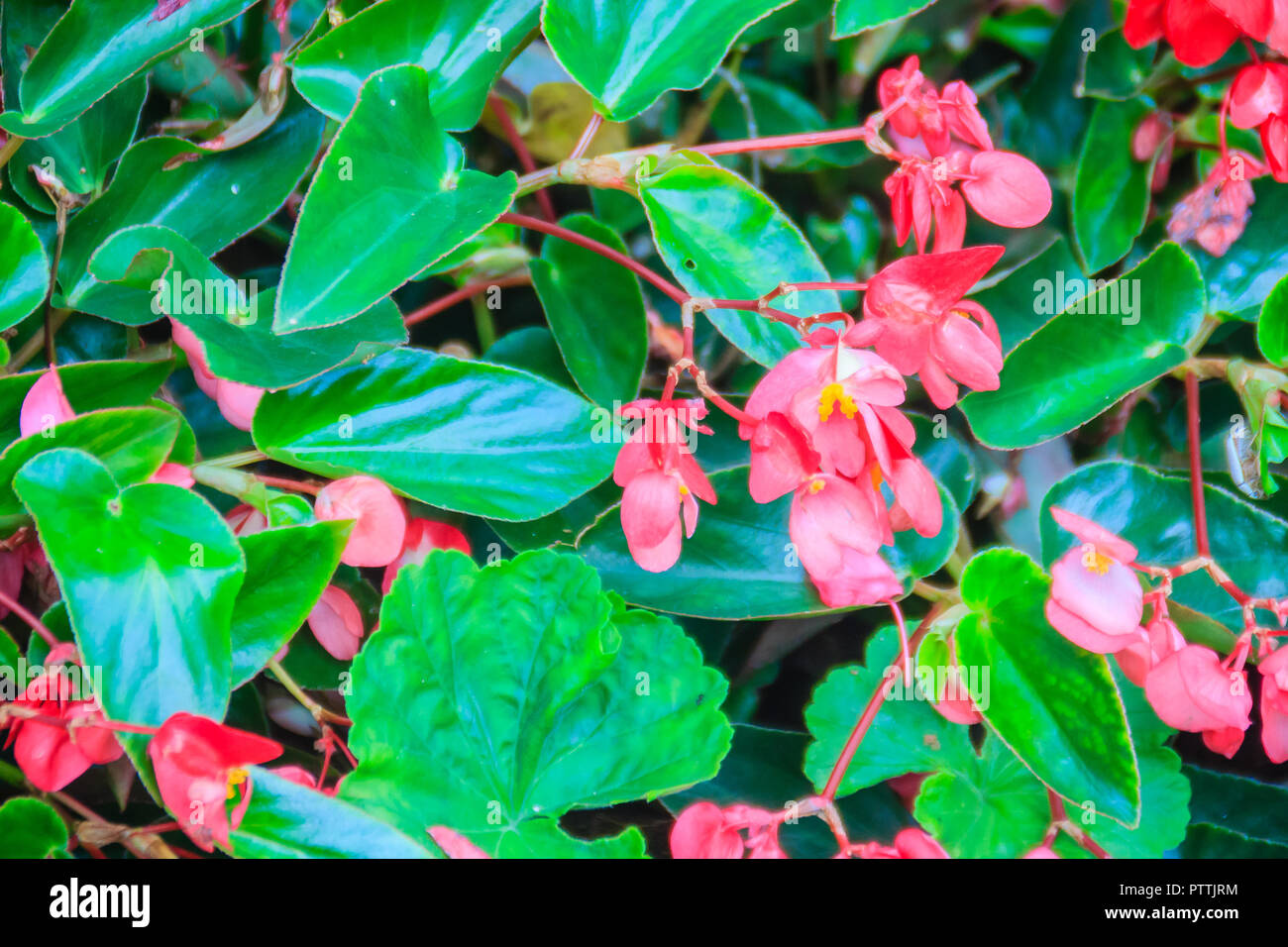 Pink scarlet begonia (Begonia coccinea) flower bush with green glossy