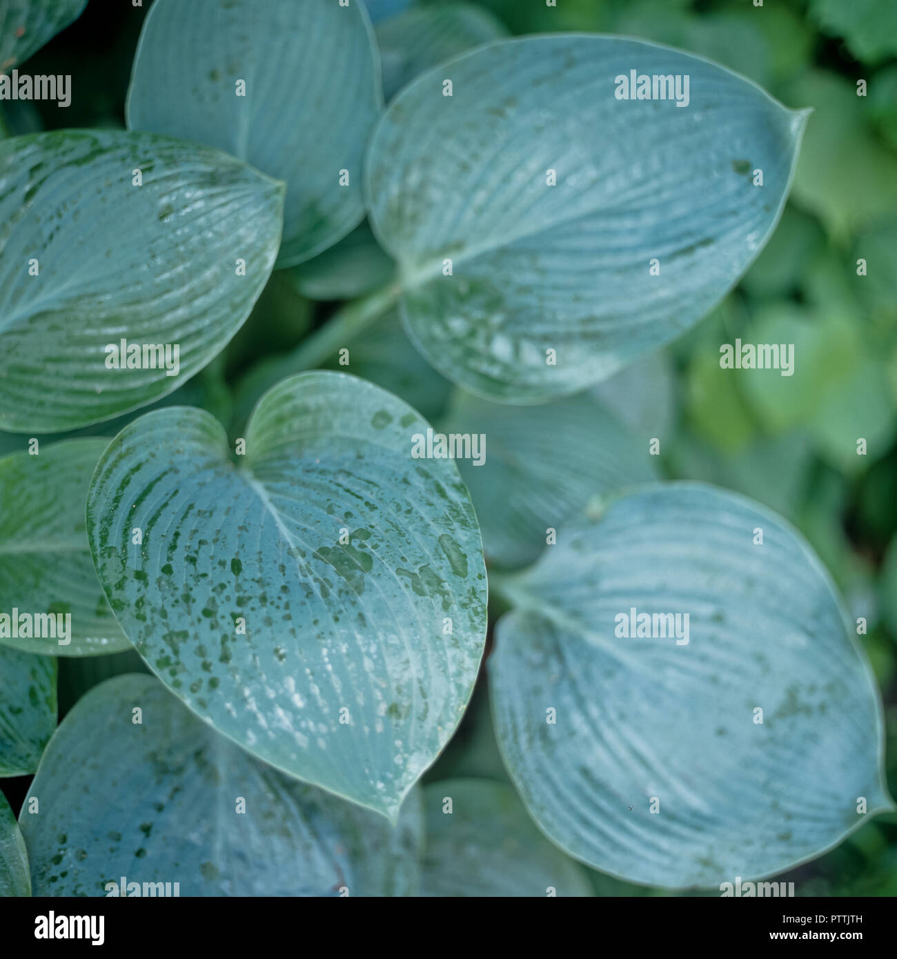 Hosta leaves‌ in Kensington Garden Stock Photo