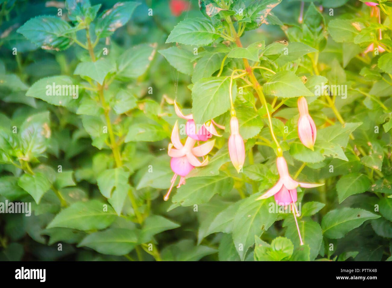 Pink Fuchsia magellanica flowers on green tree background. It's also ...