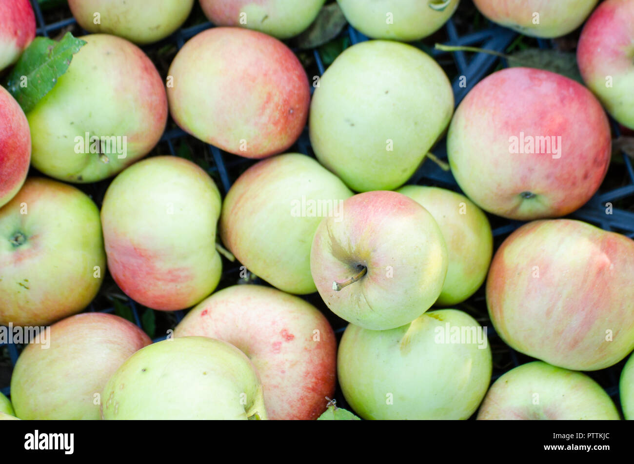 Chest full of apples from above in the garden Stock Photo