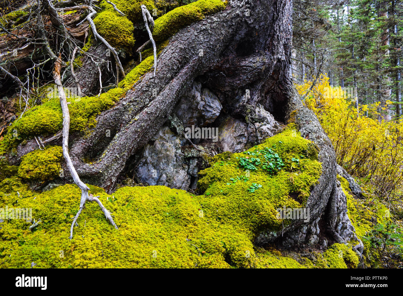 old tree hugging some rocks in Elkwood area Stock Photo