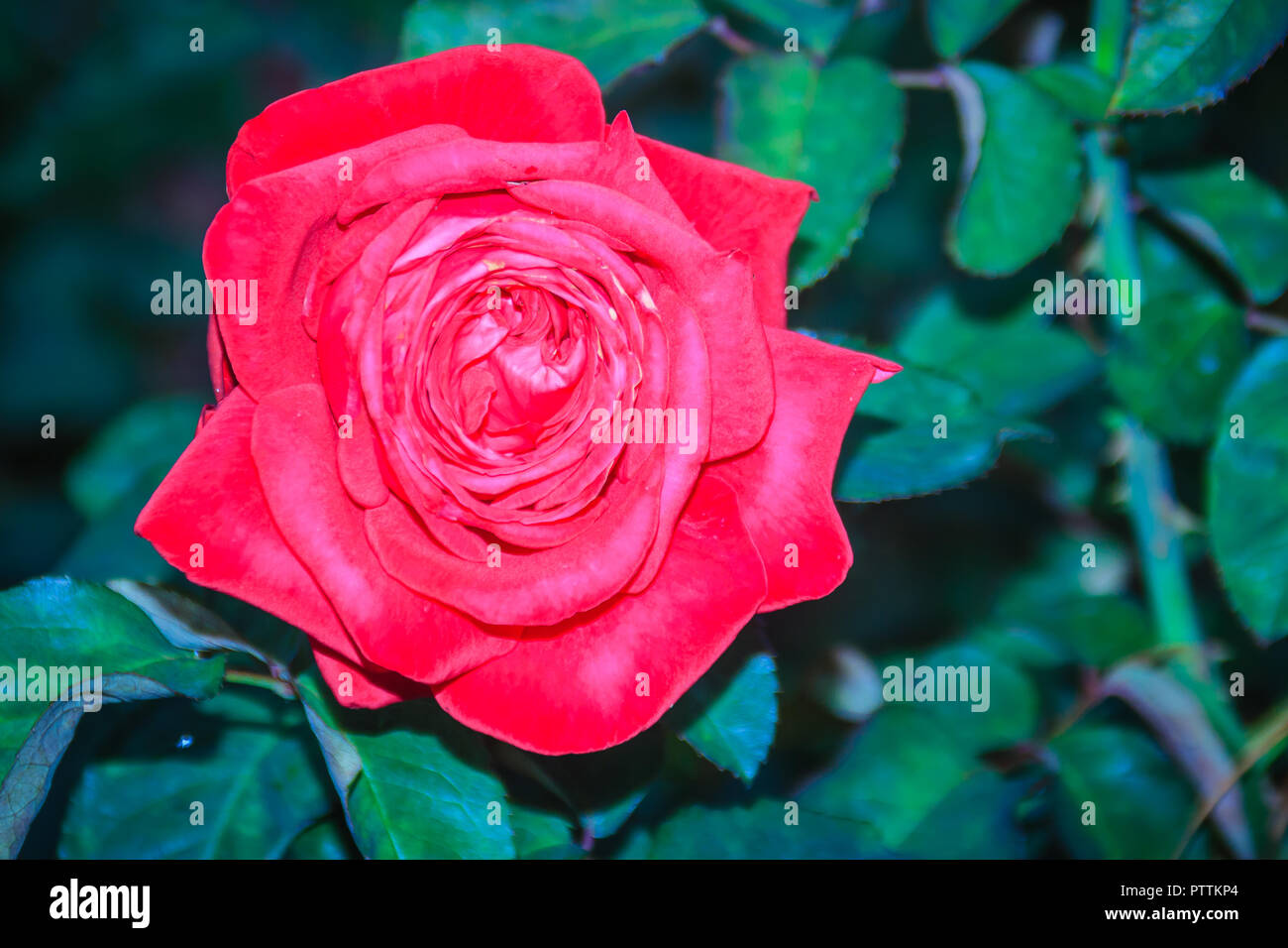 Beautiful Single Red Rose Flower On Green Branch In The Garden