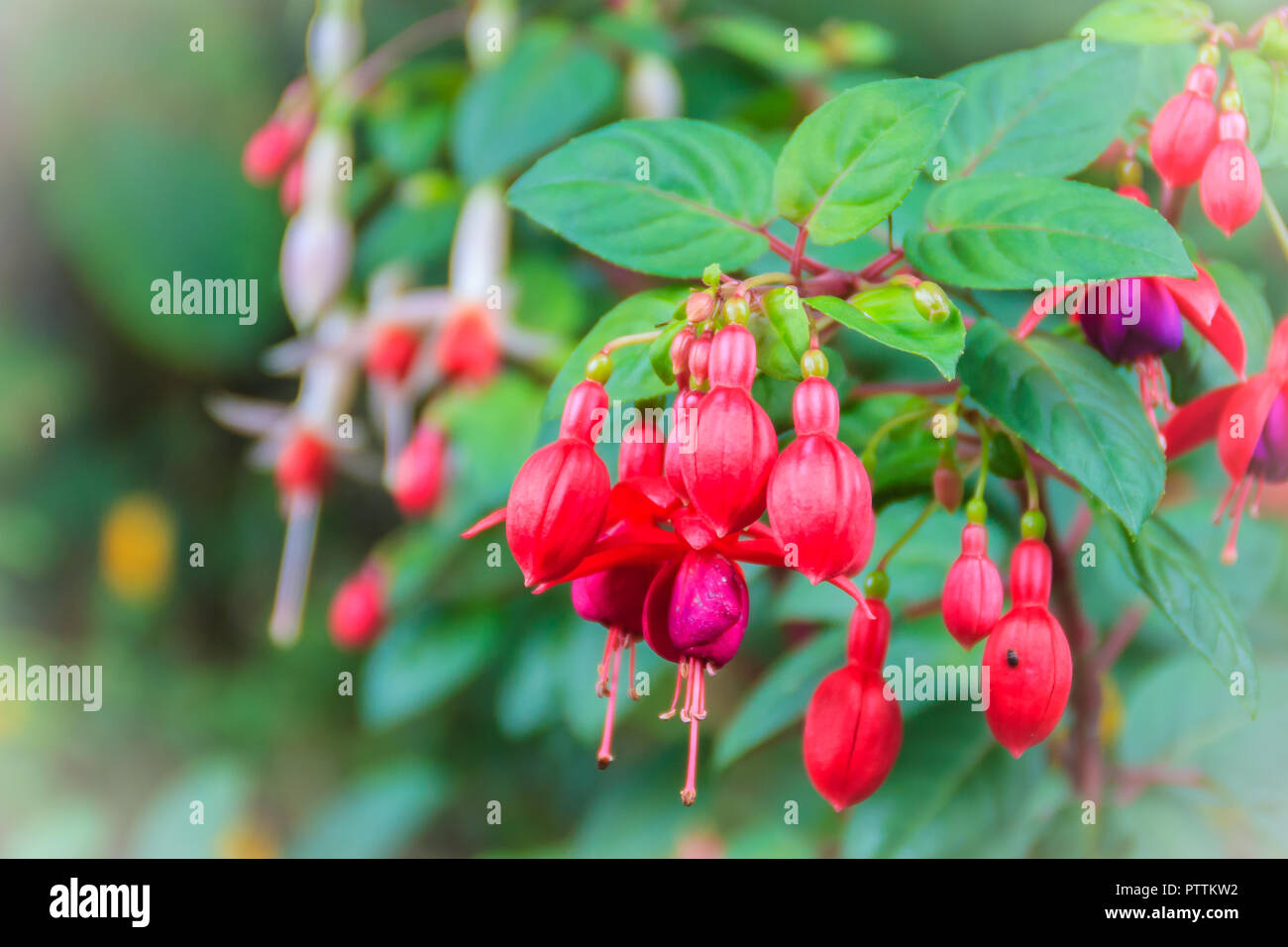 Pink Fuchsia magellanica flowers on green tree background. It's also ...