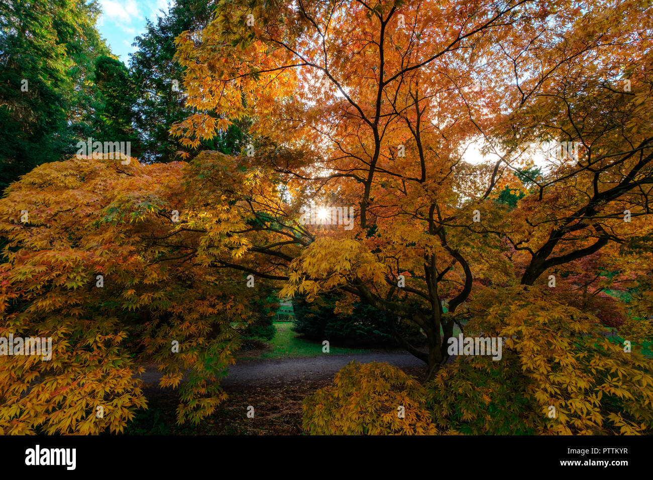 Japanese maples sun hi-res stock photography and images - Alamy