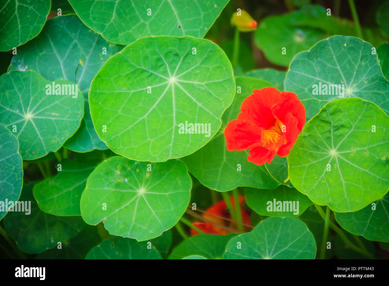 Plant with red flowers cheap and green leaves