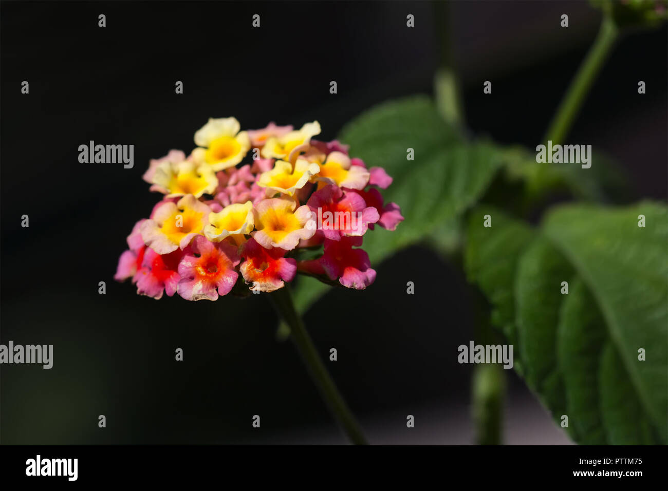 Close up of beautiful Lantana Camara flowers. Stock Photo