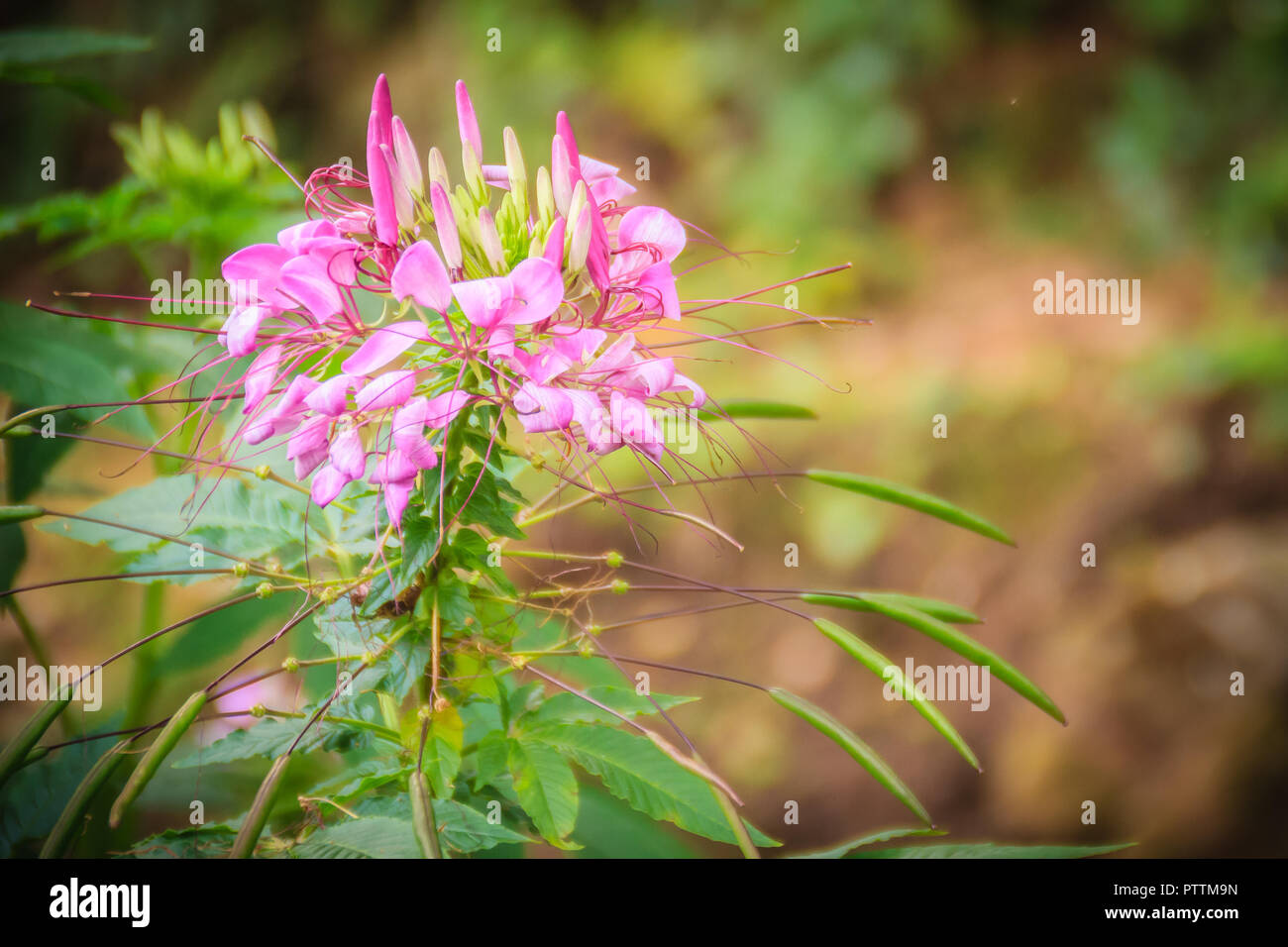 Pink Cleome hassleriana flower in the garden. Species of Cleome are commonly known as spider flowers, spider plants, spider weeds, or bee plants. Stock Photo