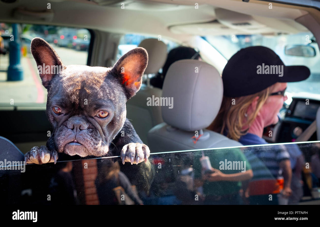 A dog with big ears peers out of a car window on a sunny day in San Francisco Stock Photo