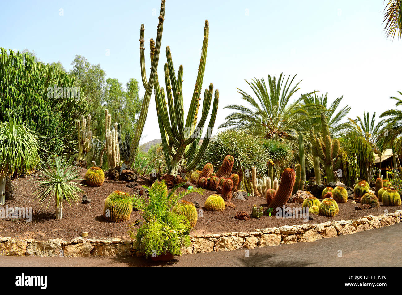 Cactus garden in La Oliva, Fuerteventura one of the Canary Islands Stock  Photo - Alamy