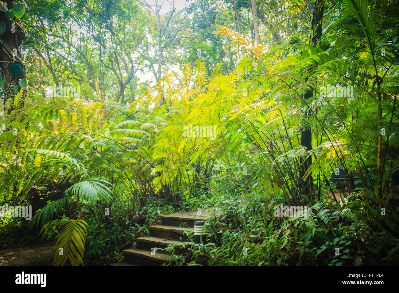Evergreen Fern Forest In Between The Trekking Trail Peaceful Rainforest With Dense Green Fern Trees Background Stock Photo Alamy