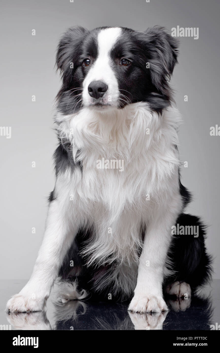 Studio shot of an adorable Border Collie sitting on grey