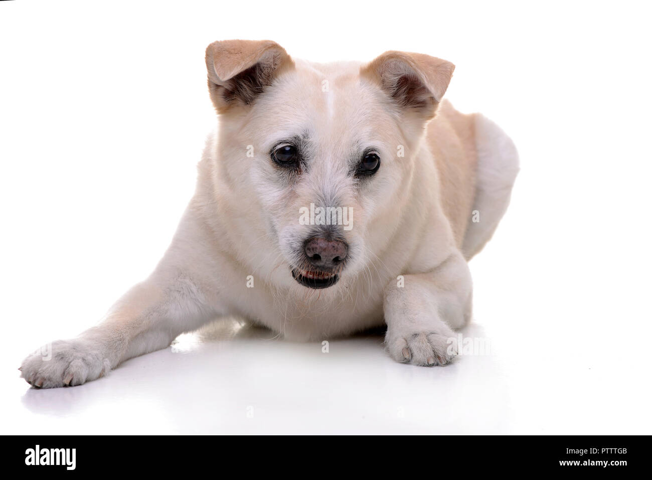 Studio shot of an adorable mixed breed dog lying on white background ...