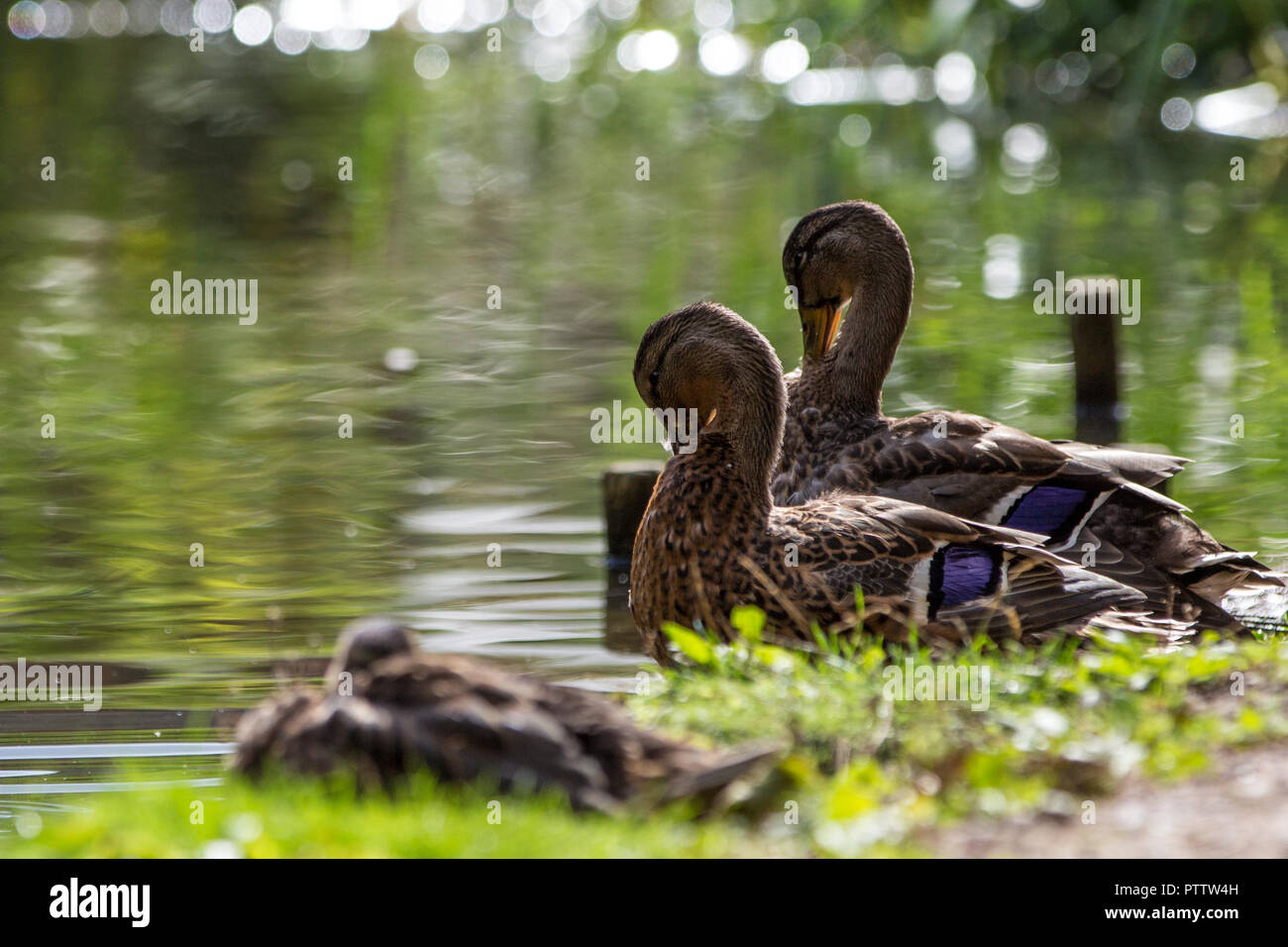 Duck with head in water hires stock photography and images Alamy