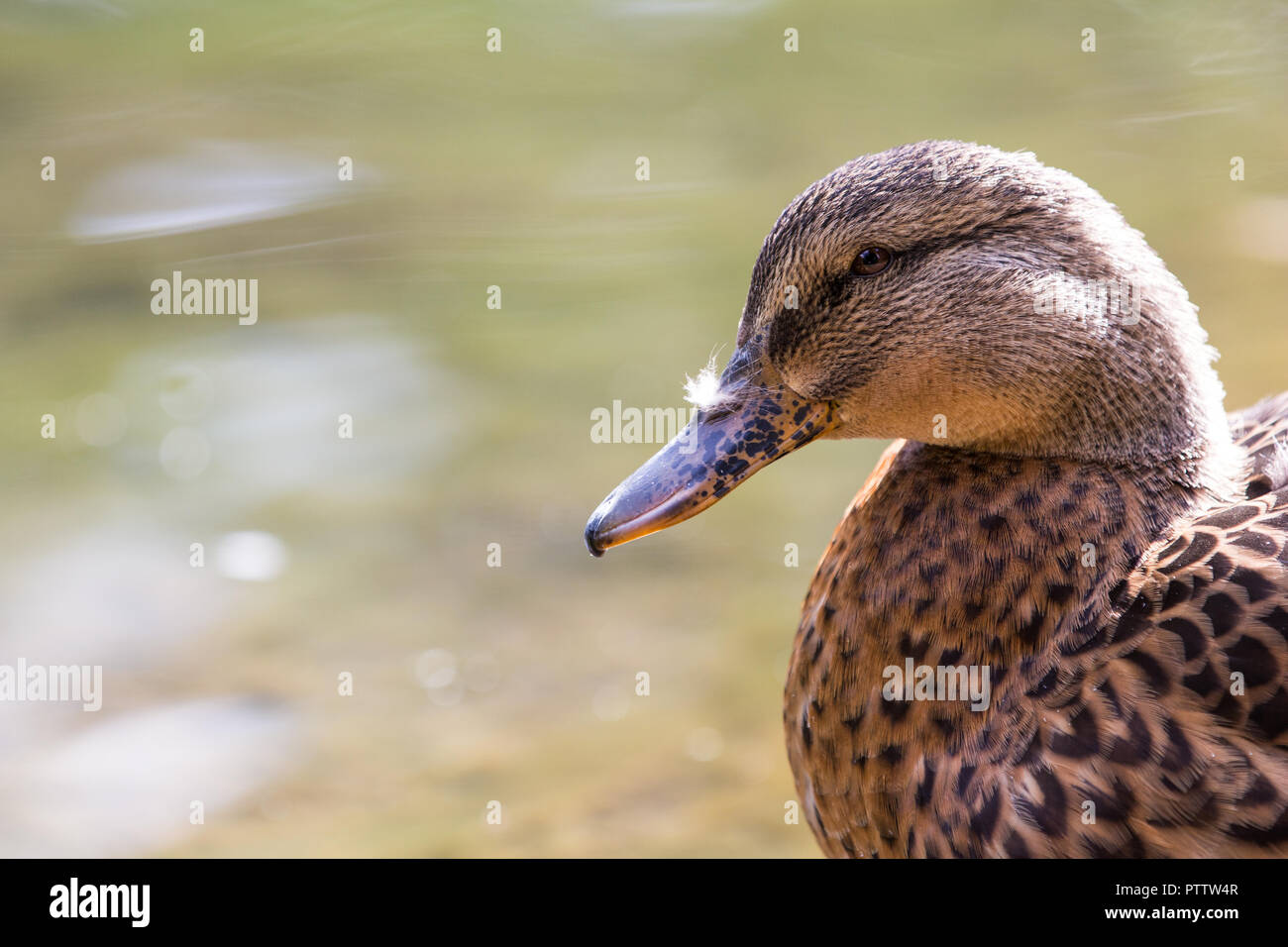 Ducks on Water Stock Photo Alamy