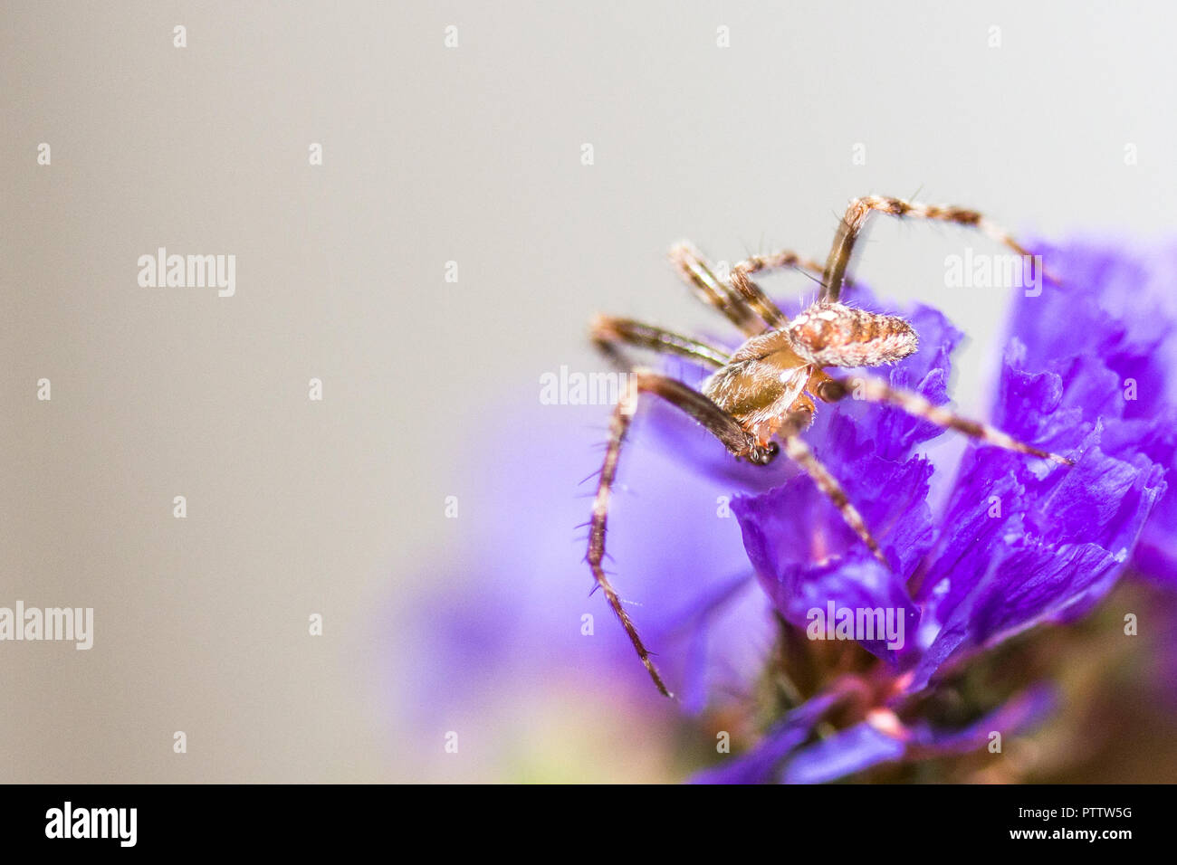 Insect With 8 Legs High Resolution Stock Photography and Images - Alamy