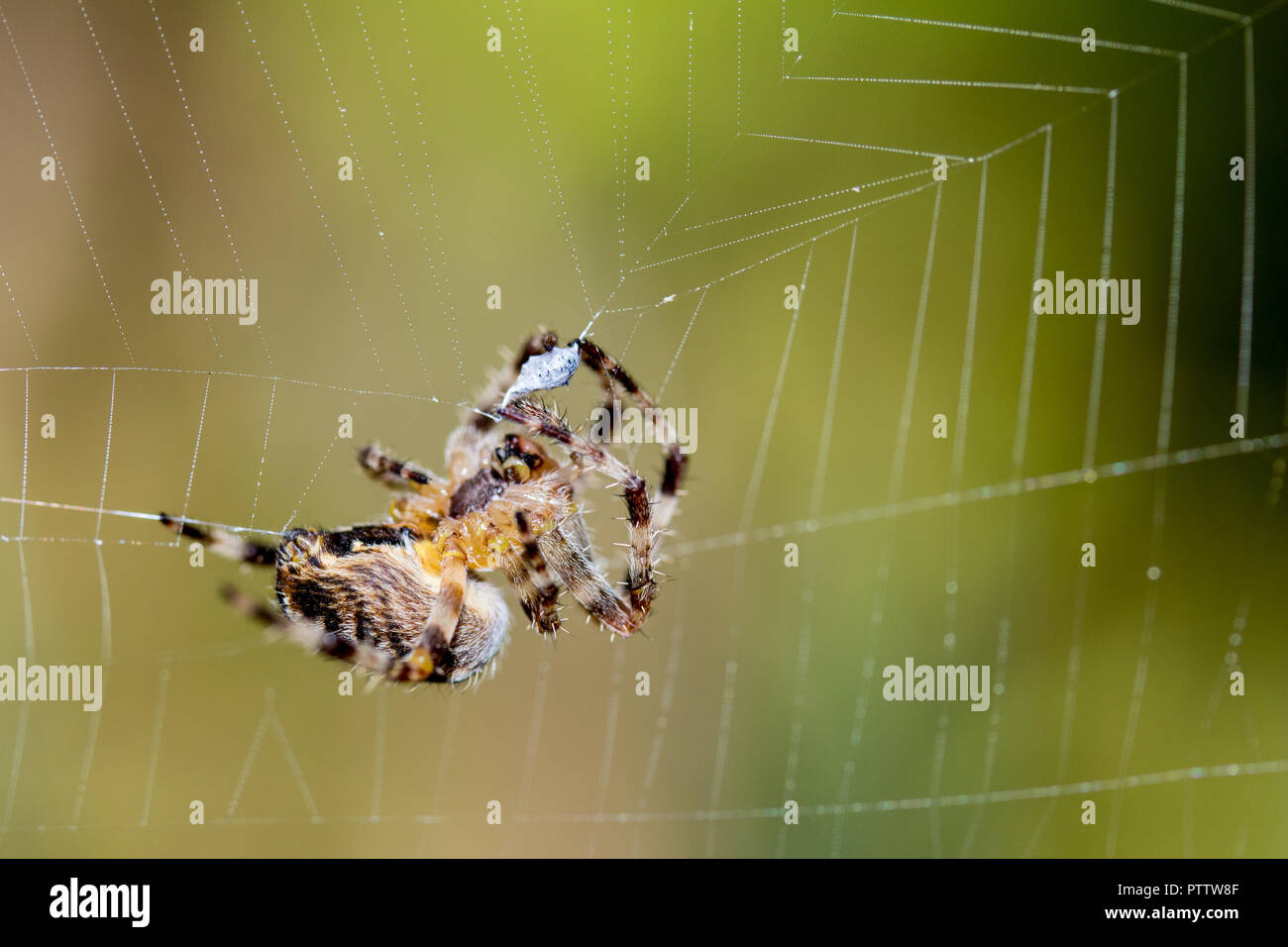 Macro Spider Stock Photo