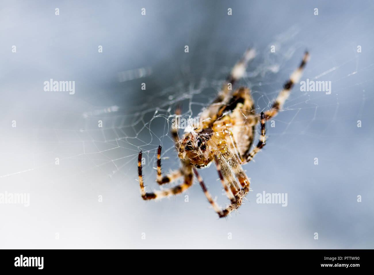 Macro Spider Stock Photo