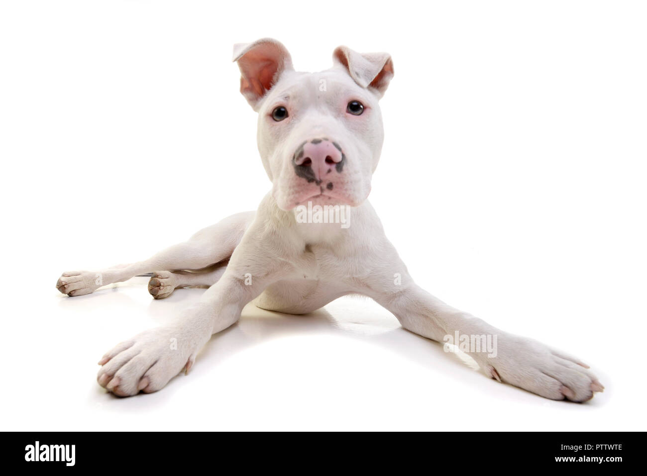 Studio shot of an adorable mixed breed dog lying on white background ...