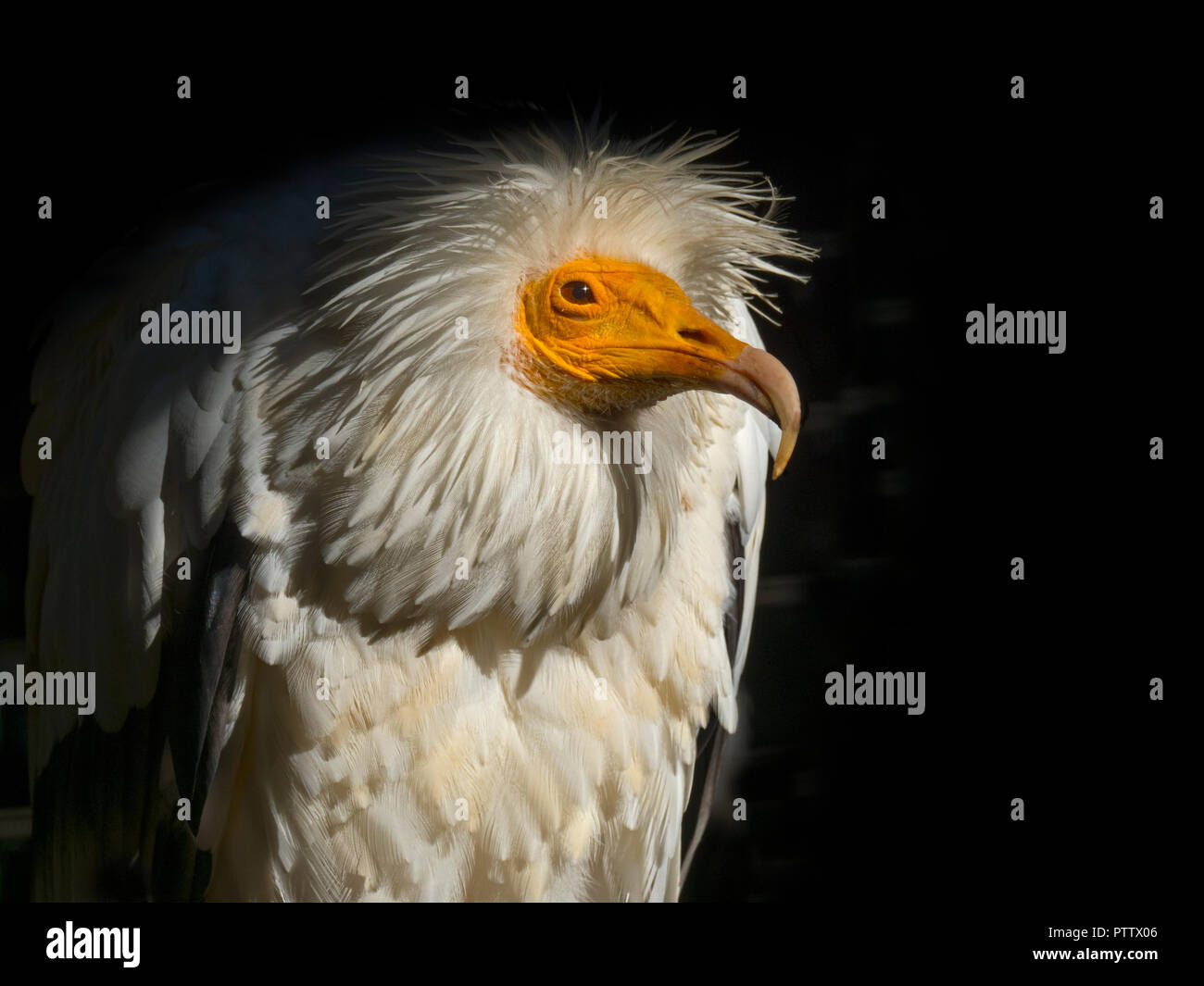 Egyptian vulture Neophron percnopterus Portrait Stock Photo