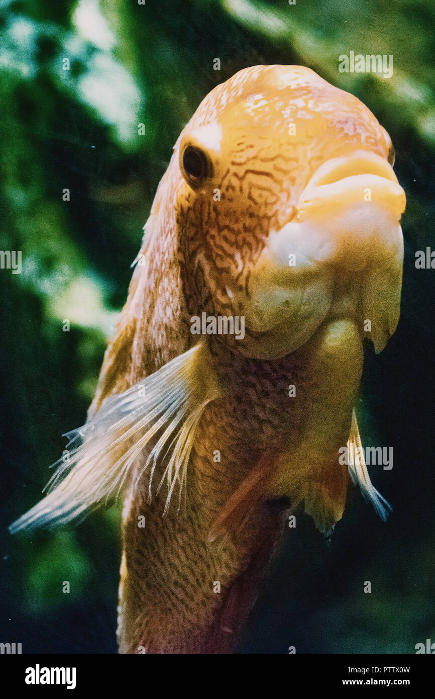 Orange Pomacentridae fish in the aquarium, Close up Stock Photo