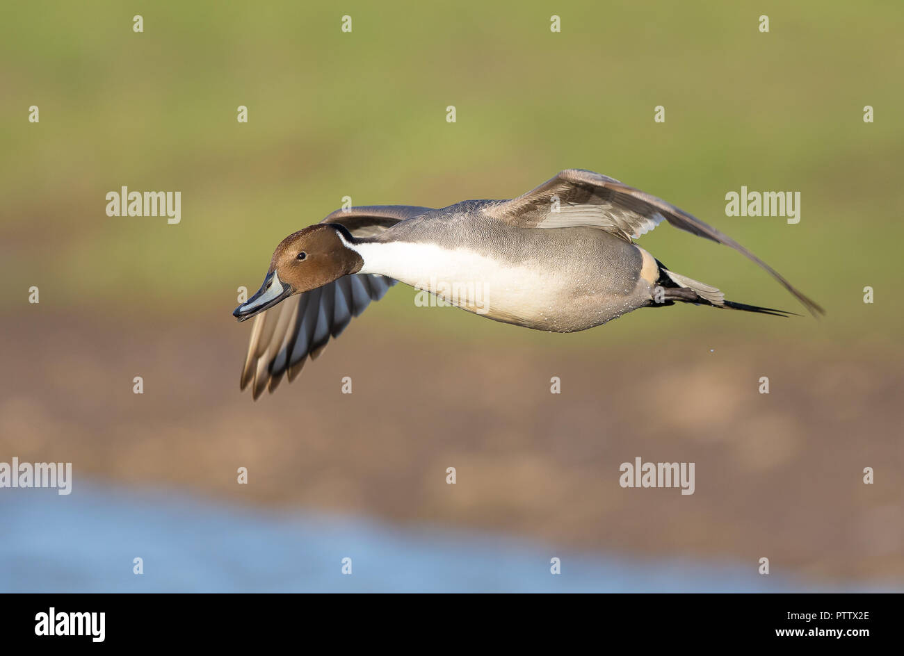 Wild, male UK Northern pintail duck (Anas acuta) isolated in flight, heading left, wings spread, flying in gliding motion at wetlands reserve. Stock Photo