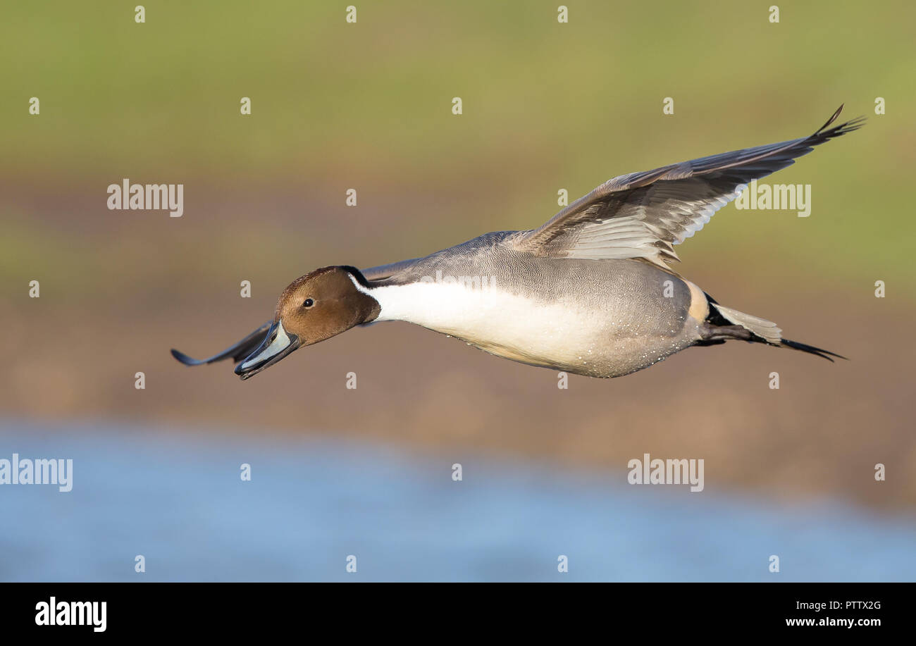 Detailed close up of wild UK Northern pintail drake (Anas acuta) isolated in midair flight, wings spread. Pintail duck flying free, gliding over water. Stock Photo