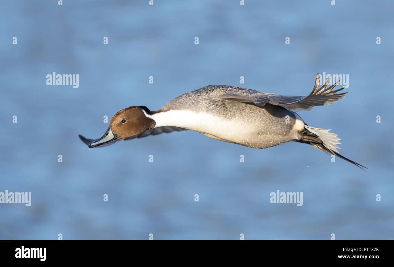 Close up of wild UK pintail drake (Anas acuta) isolated in midair flight over water, wings spread gliding. Northern pintail duck flying free. Stock Photo