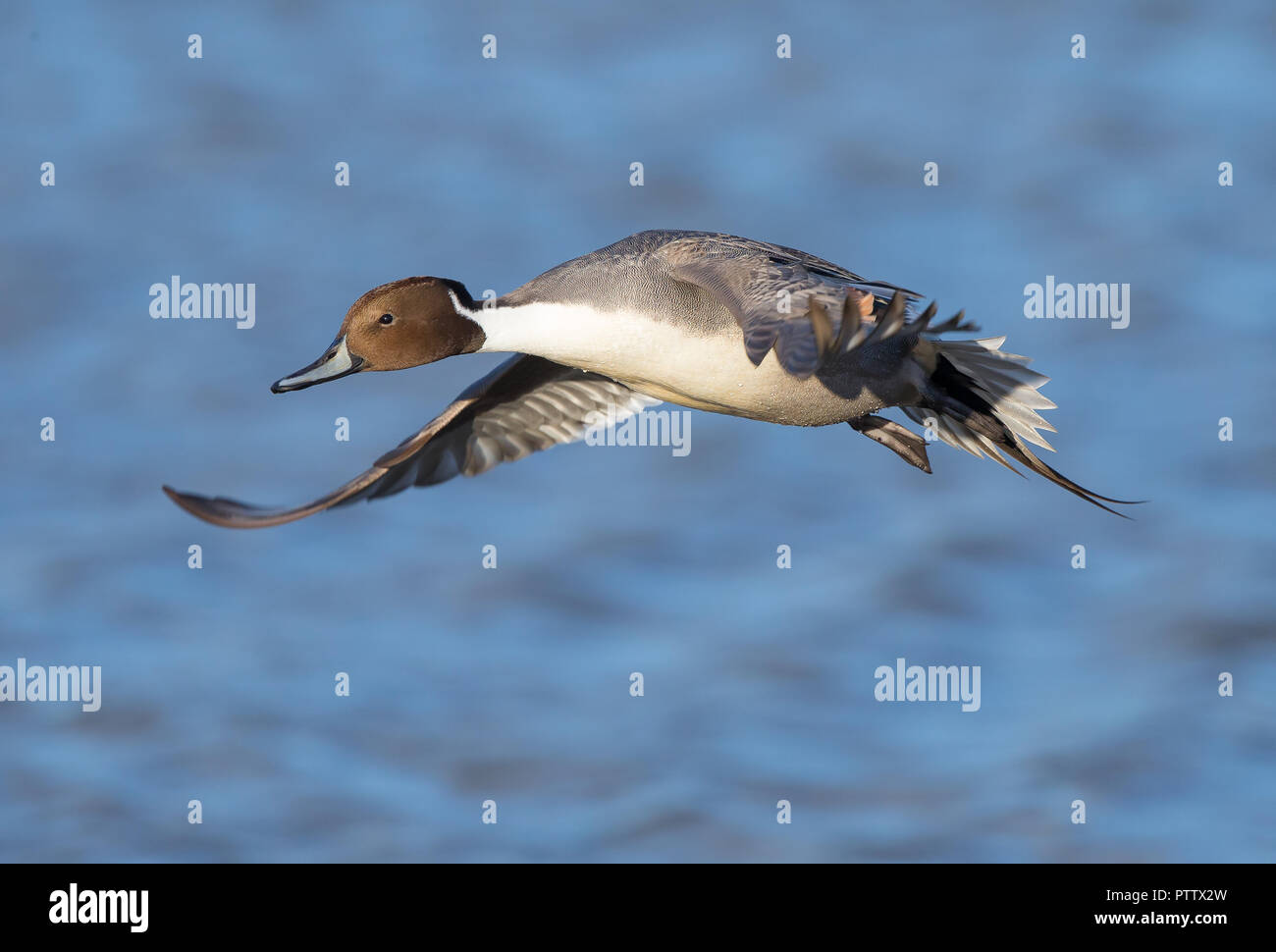 Close up of wild UK Northern pintail drake (Anas acuta) isolated in flight over water. Flying pintail duck heading left, wings spread in sun. Stock Photo