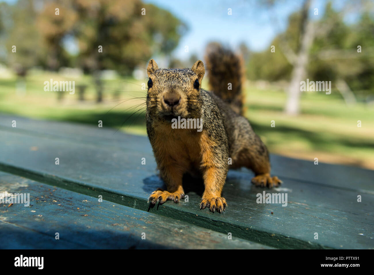 Curious squirrel approaches camera in Mile Square Park, Fountain Valley, California Stock Photo