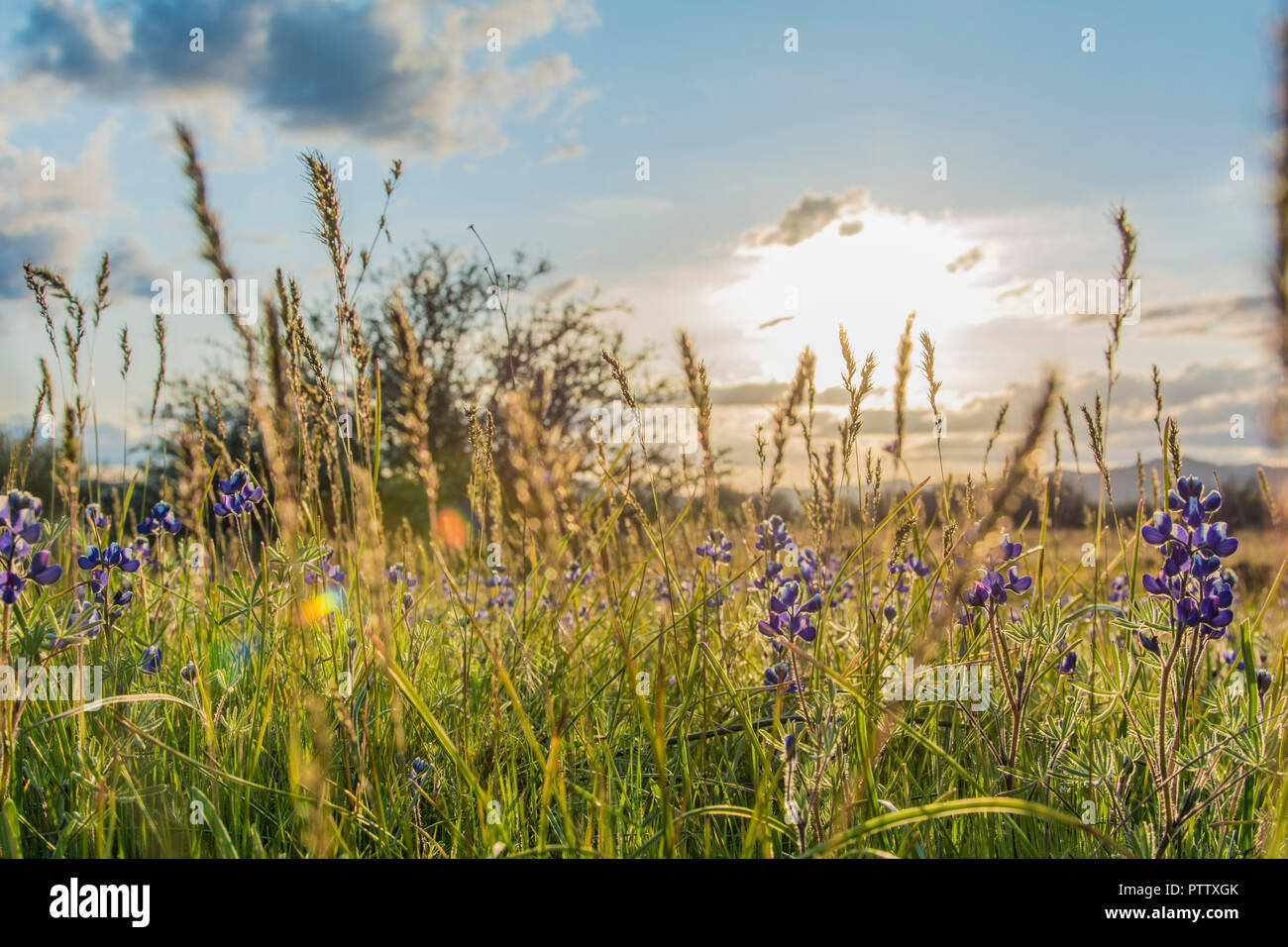 Sunset over field of wild flowers on Table Rock, Medford, Oregon Stock Photo